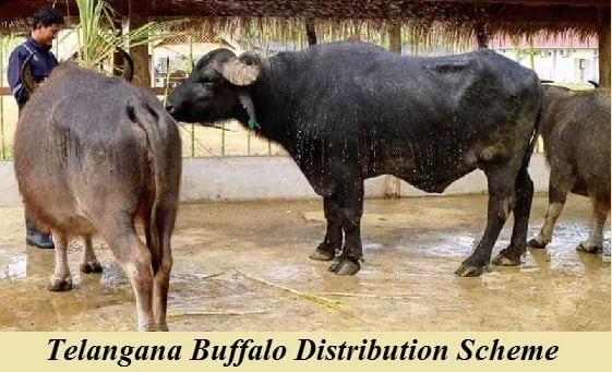 Telangana Buffalo Distribution Scheme